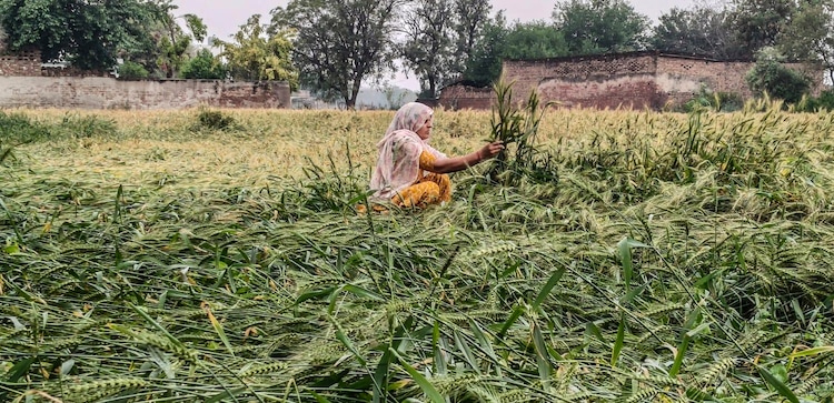 A farmer inspects flattened crops after a hailstorm and rain in Rewari, Haryana. (Photo: PTI)