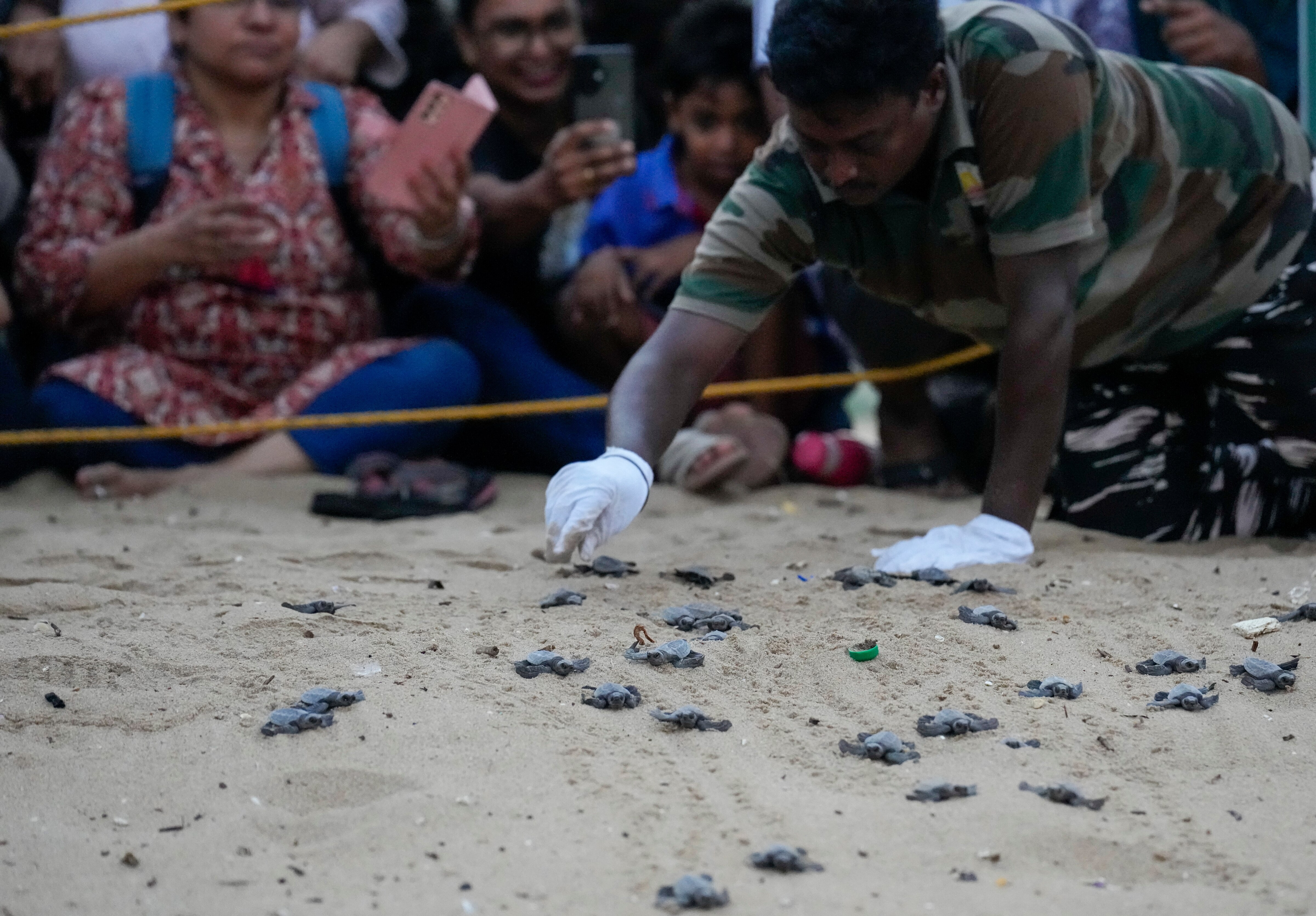 Newly-hatched olive ridley sea turtles are released from a hatchery in Chennai. (Photo: PTI)