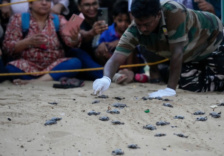 Newly-hatched olive ridley sea turtles are released from a hatchery in Chennai. (Photo: PTI)