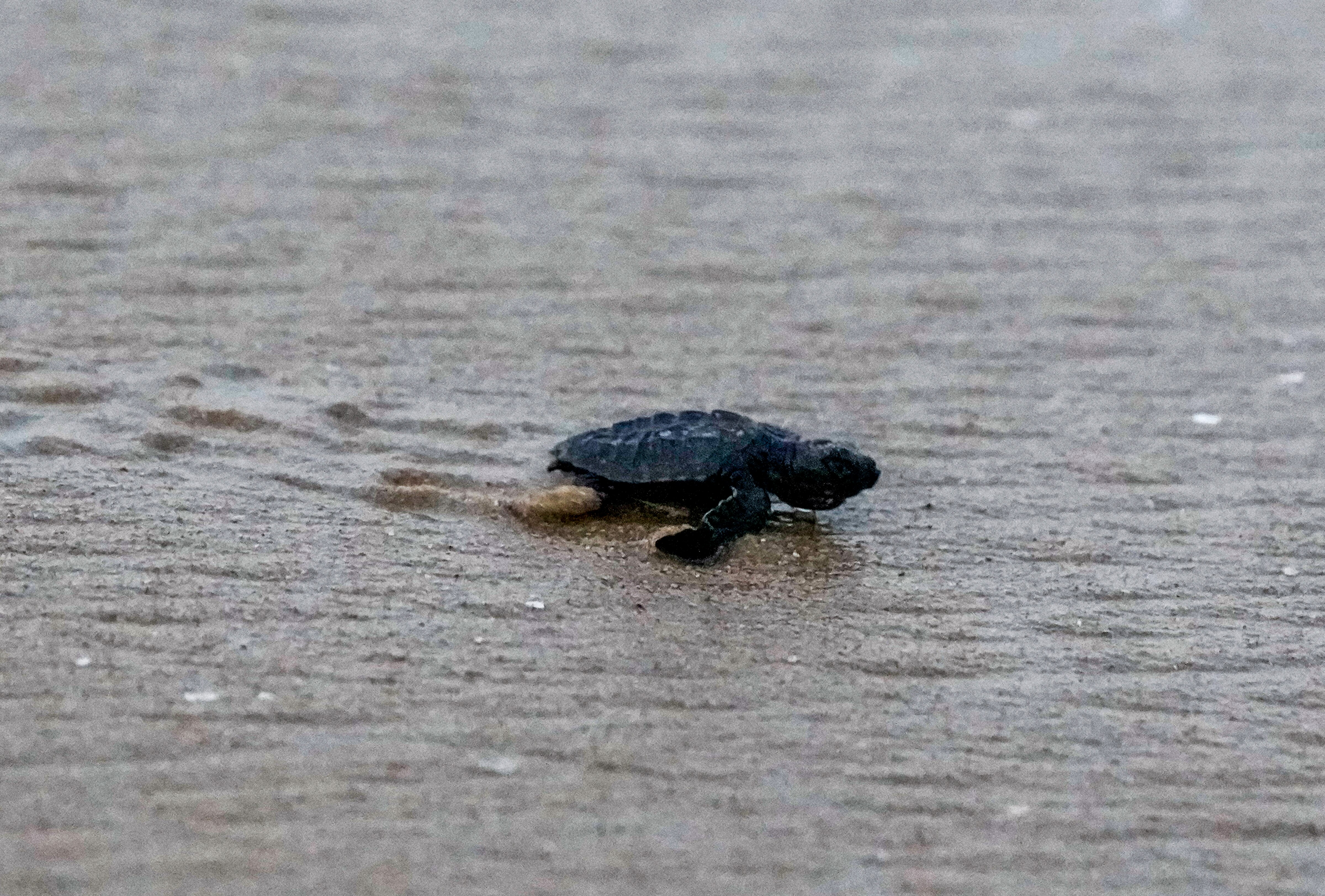 A newly-hatched olive ridley sea turtle crawls towards the Bay of Bengal. (Photo: PTI)