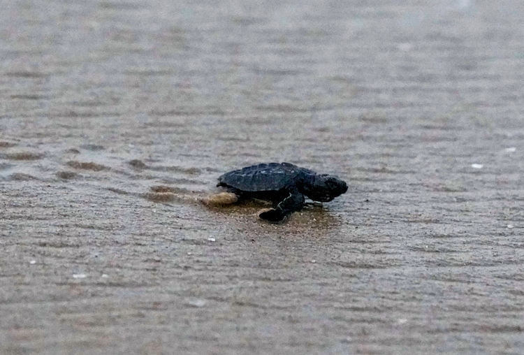A newly-hatched olive ridley sea turtle crawls towards the Bay of Bengal. (Photo: PTI)