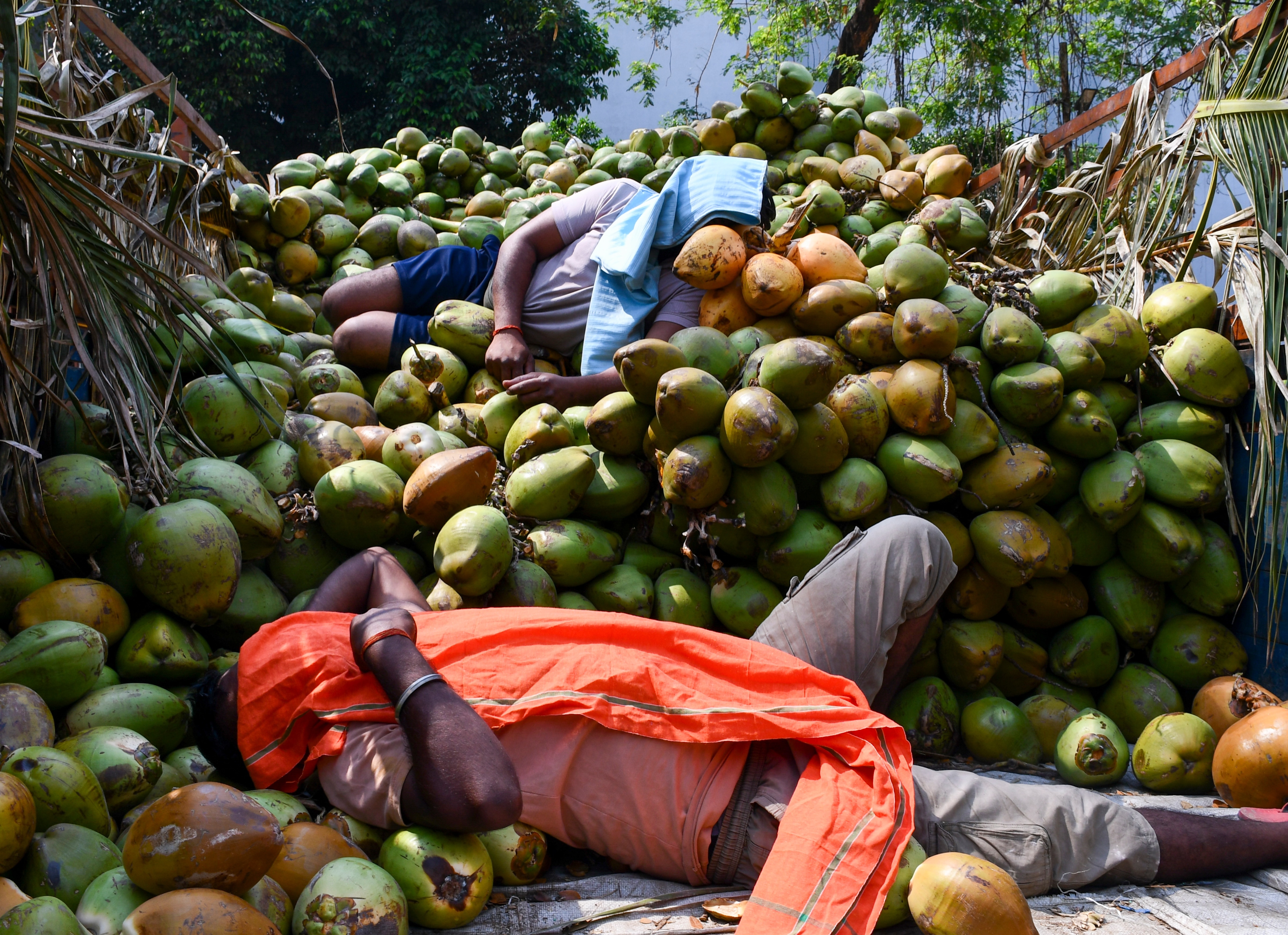 Workers take rest in a truck loaded with coconuts on a hot summer day in Uttar Pradesh. (Photo: PTI)