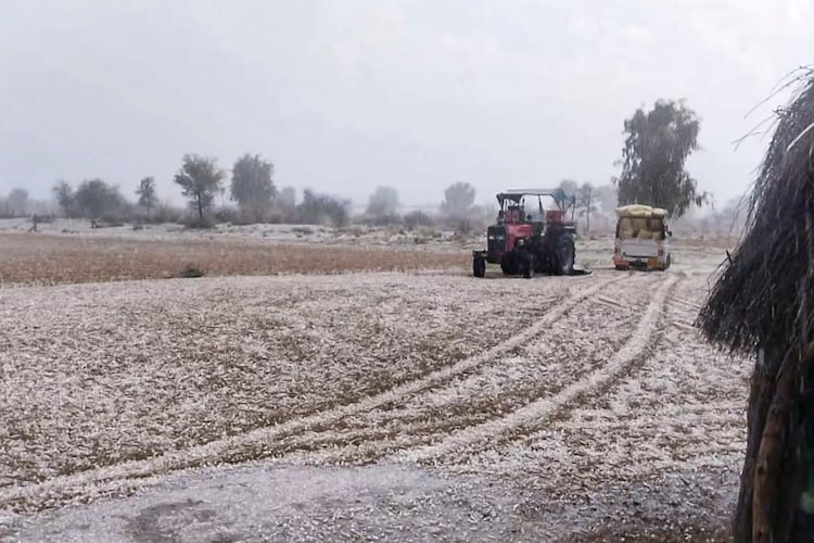 An agricultural land is seen covered in hailstones after a hailstorm. (Photo: PTI)