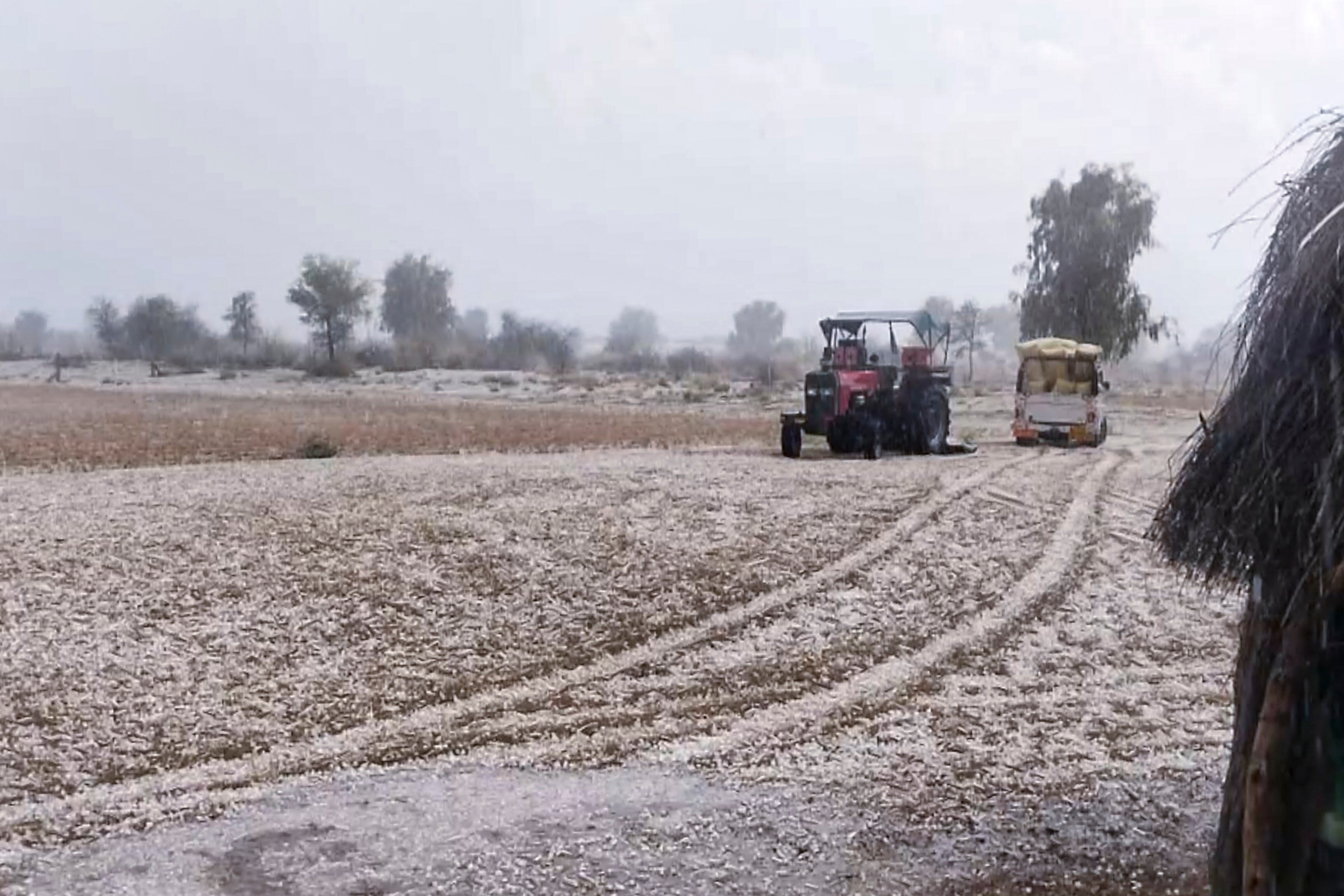  An agricultural land is seen covered in hailstones after a hailstorm Jaisalmer. (Photo: PTI)