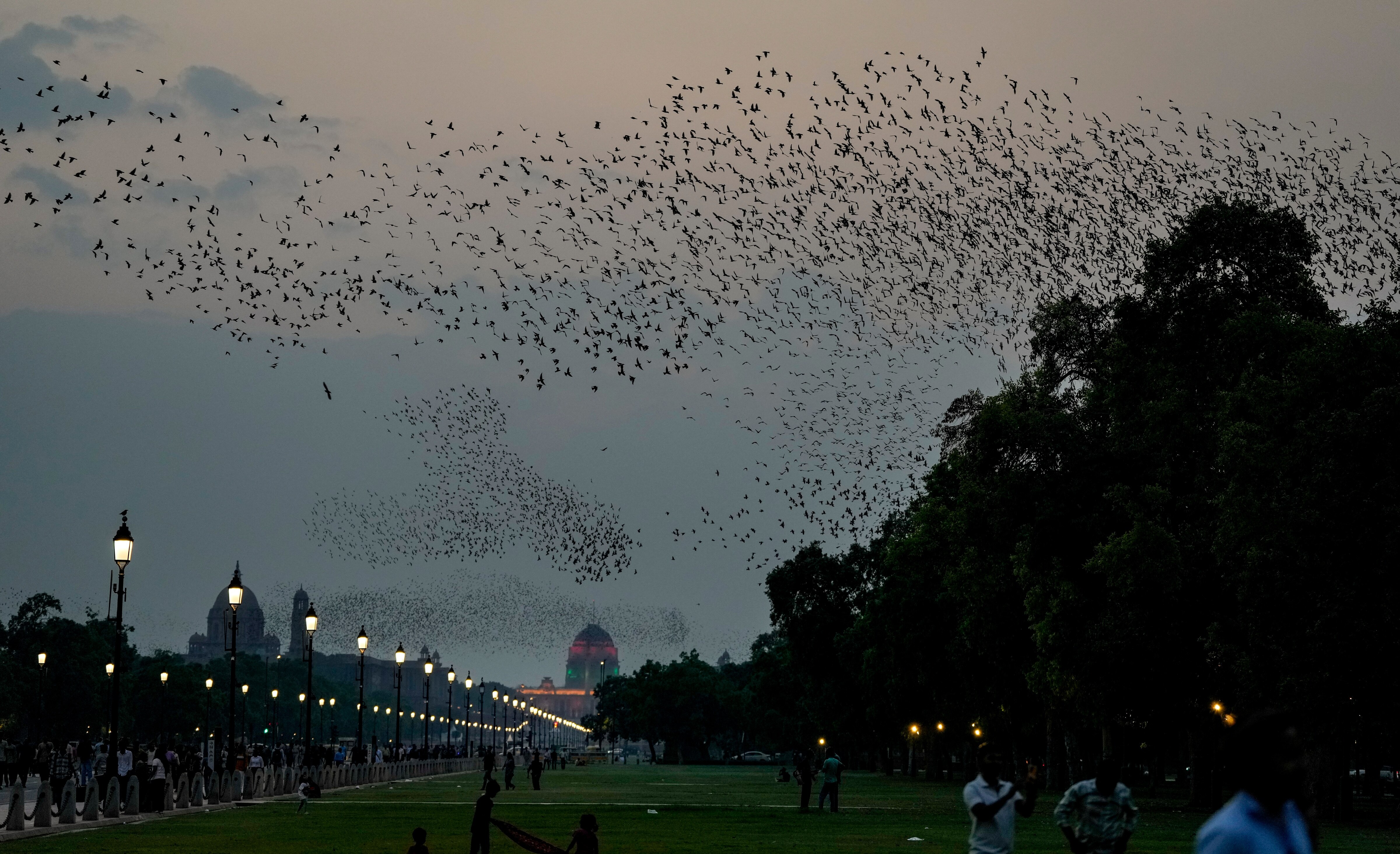 A flock of starlings flies over the Kartavya Path during sunset, in New Delhi. (Photo: PTI)