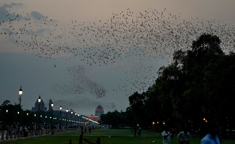 A flock of starlings flies over the Kartavya Path during sunset, in New Delhi. (Photo: PTI)