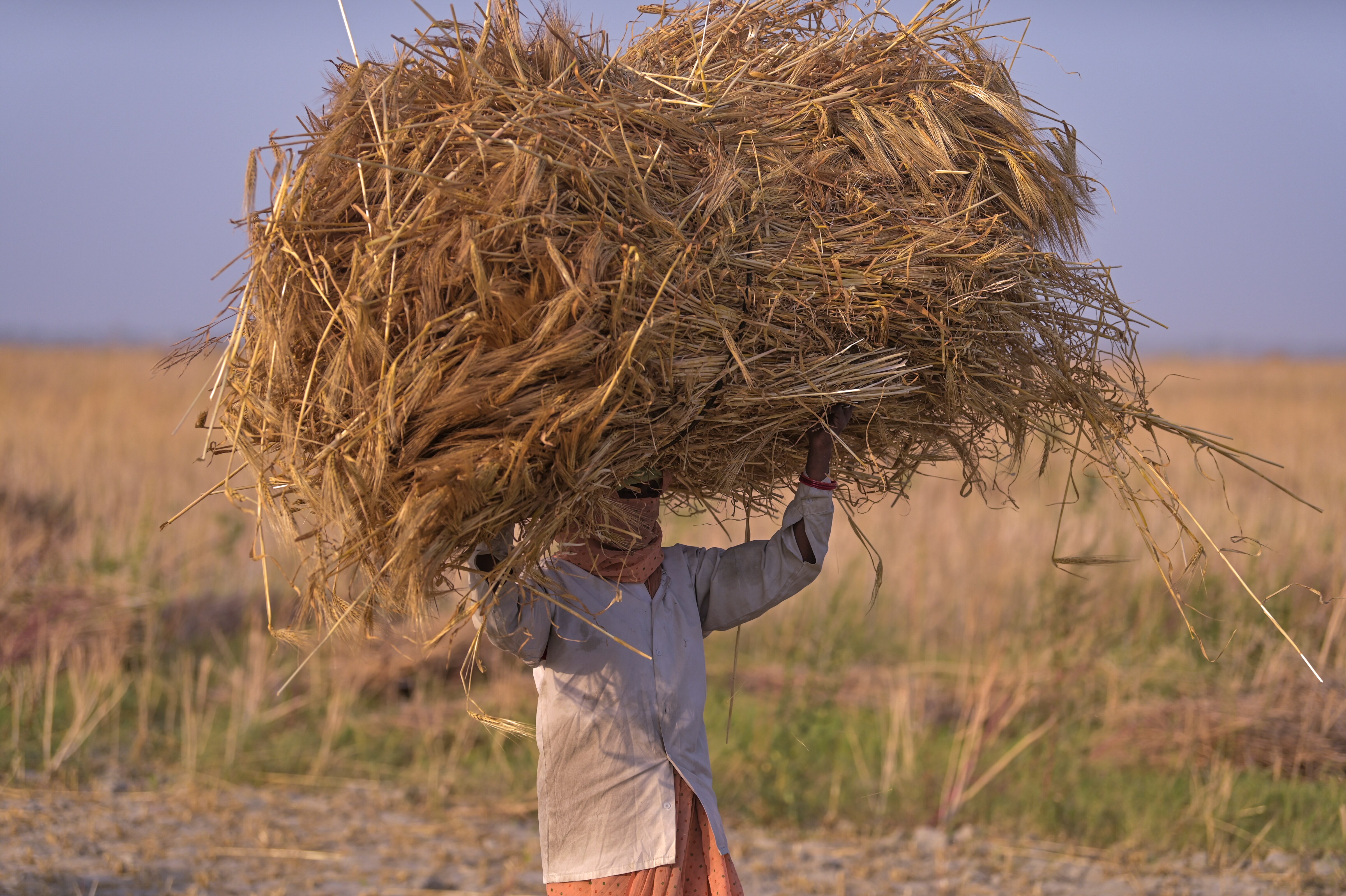 A farmer carries a bundle of wheat in a field, in Prayagraj. (Photo: PTI)
