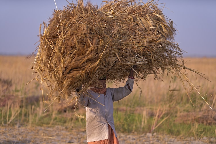 A farmer carries a bundle of wheat in a field, in Prayagraj. (Photo: PTI)