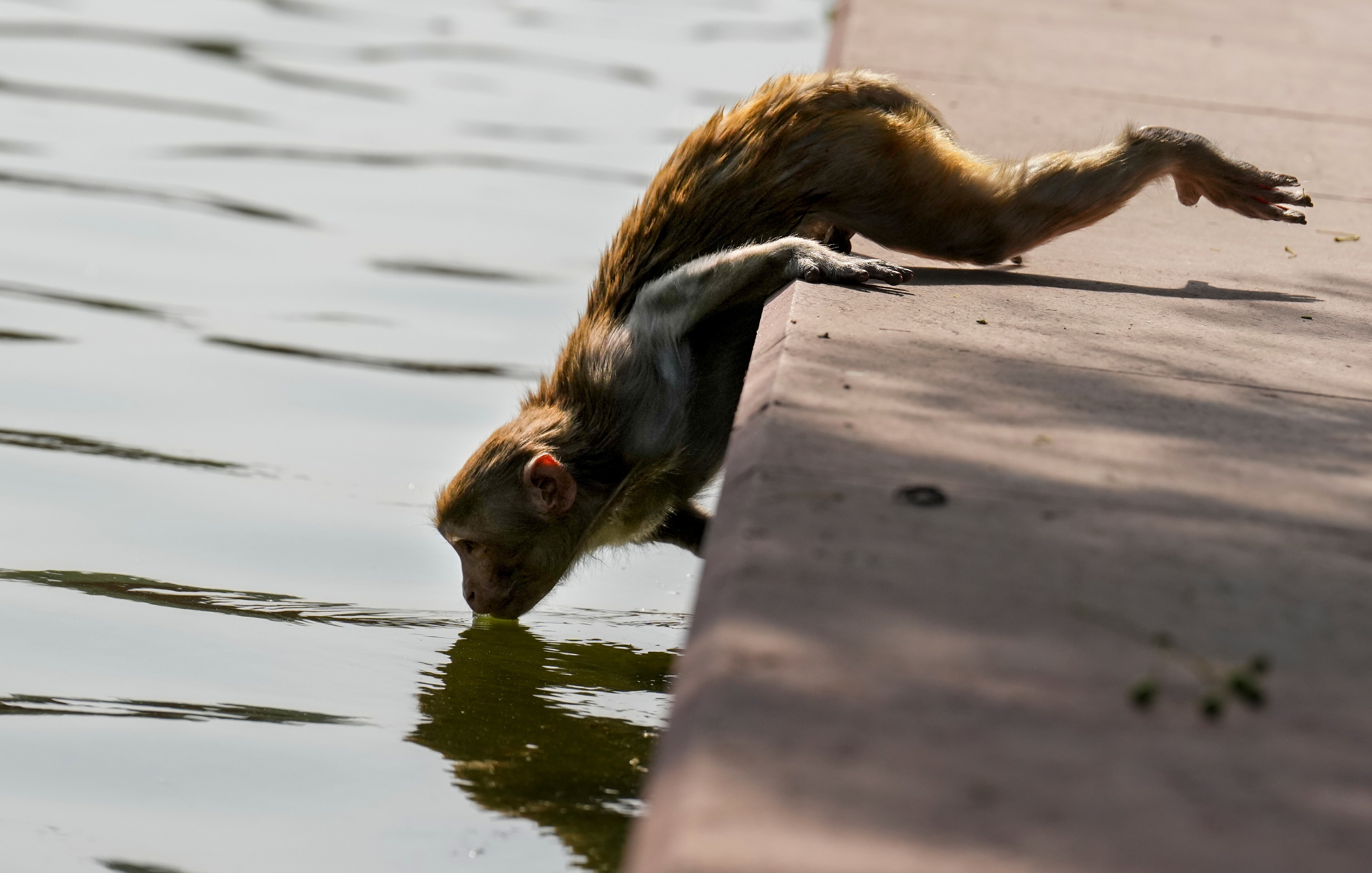 A monkey drinks water from a pond on a hot summer day in New Delhi. (Photo: PTI)