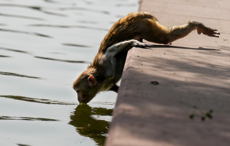 A monkey drinks water from a pond on a hot summer day in New Delhi. (Photo: PTI)