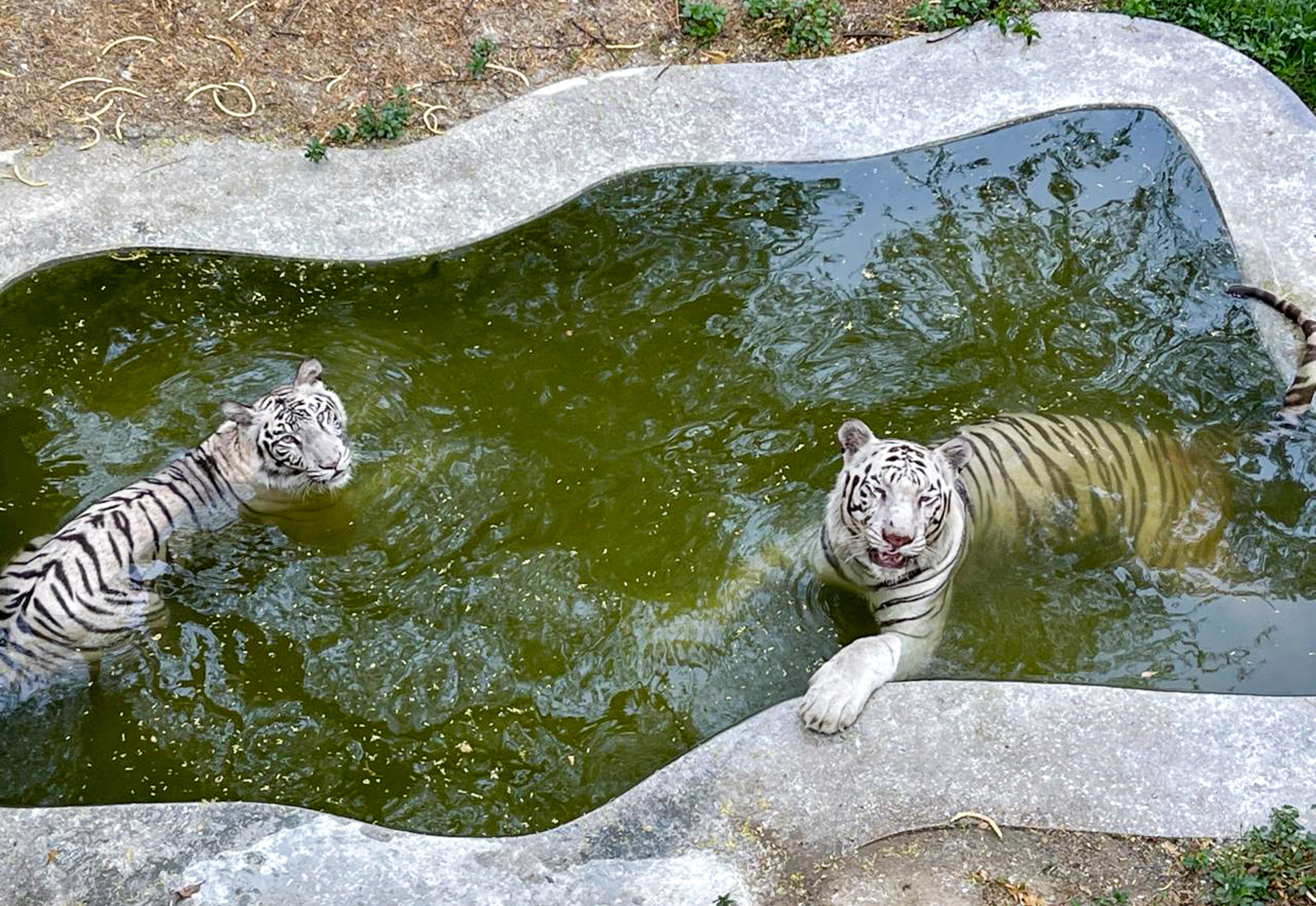 White tigers cool off in a zoo amid a heatwave in New Delhi. (Photo: PTI)