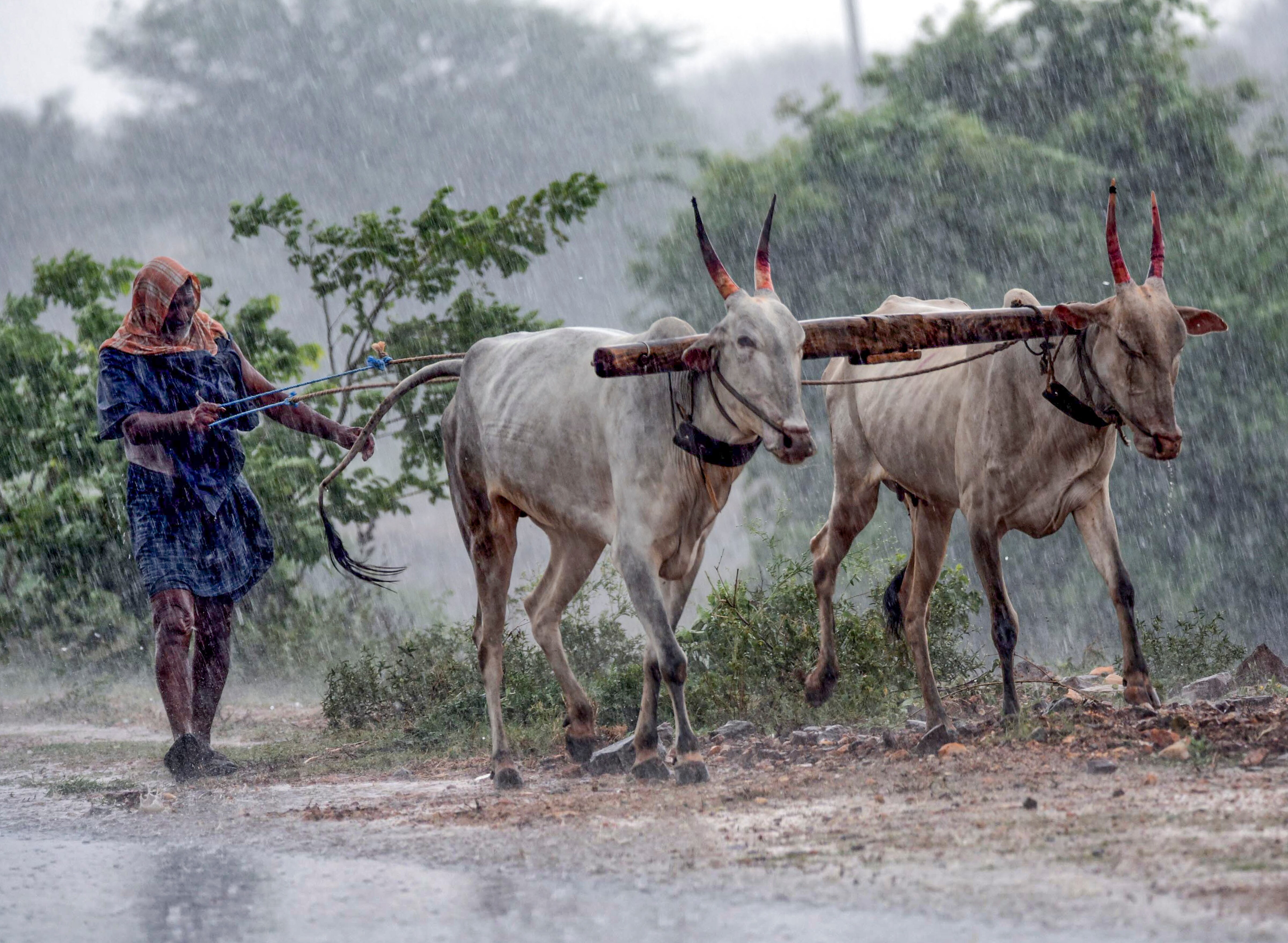 A farmer with a pair of cows walks during rain, near Chikkamagaluru, Karnataka. (Photo: PTI)