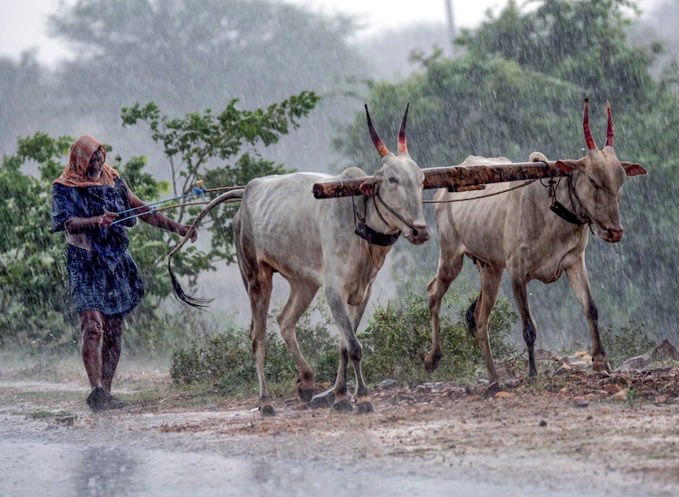 A farmer with a pair of cows walks during rain. (Photo: PTI)