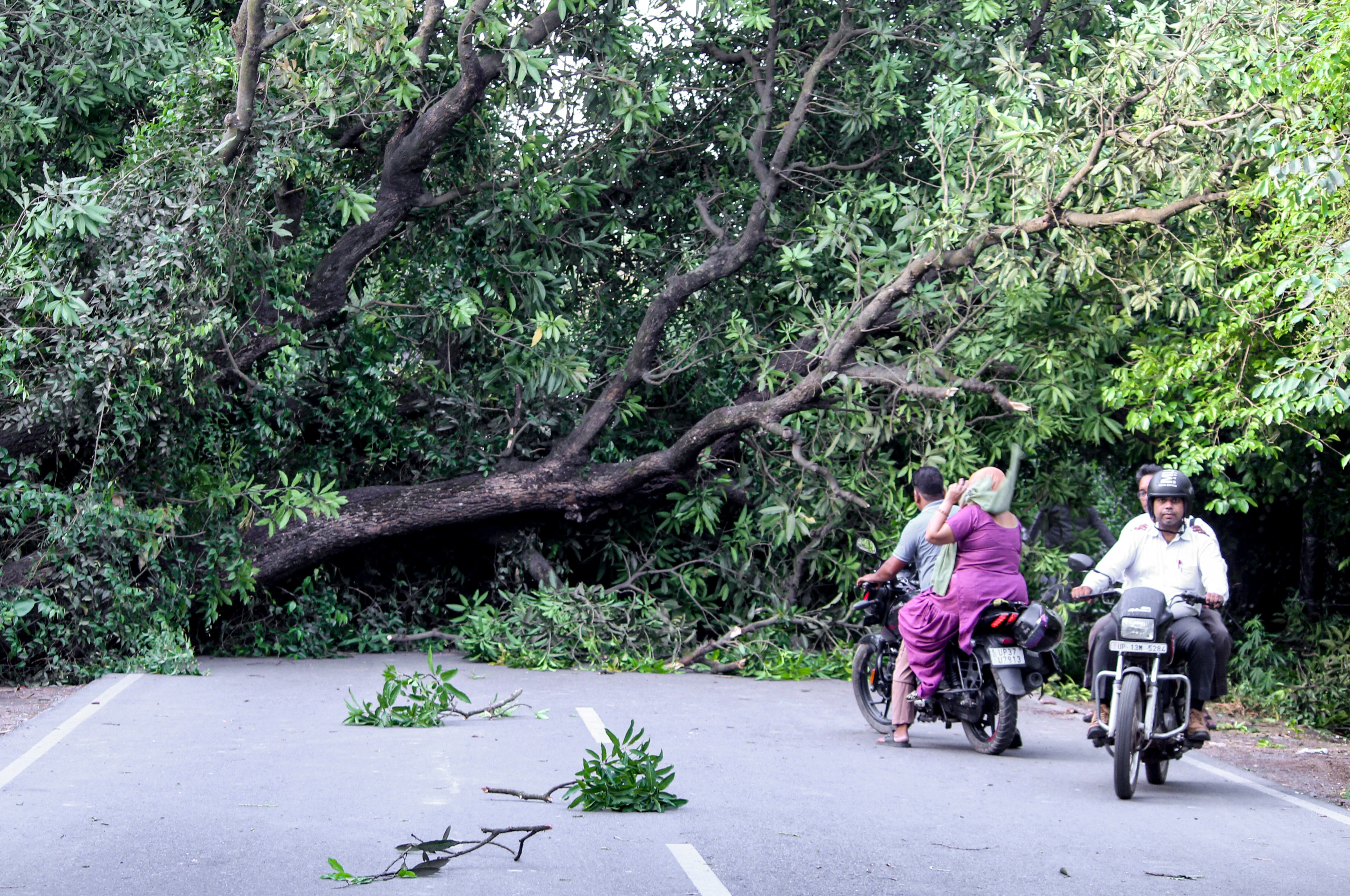 A fallen tree blocks the movement of commuters on a state highway in Uttar Pradesh. (Photo: PTI)