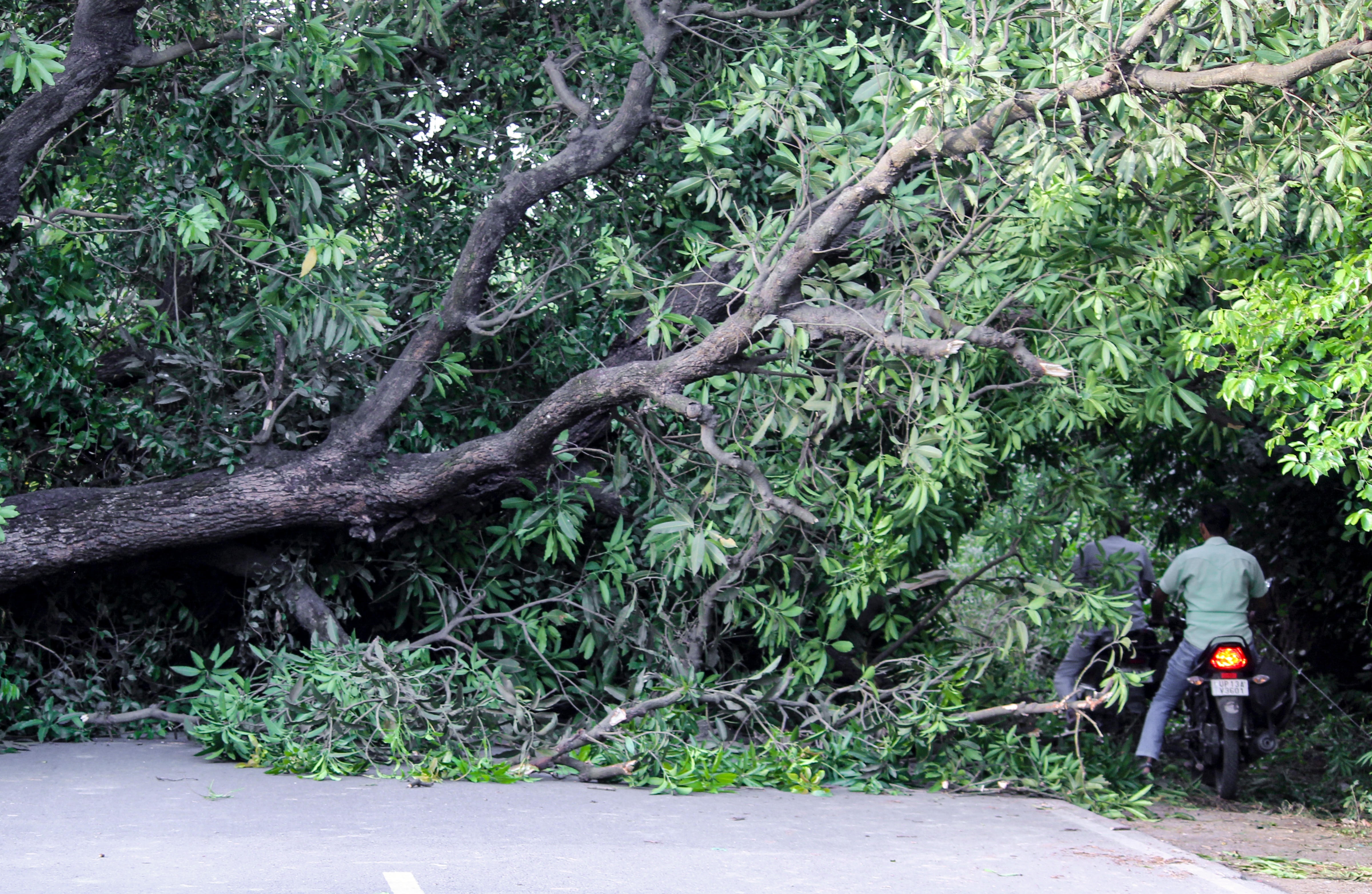 An image of a tree that fell during thudersqualls. (Photo: PTI)