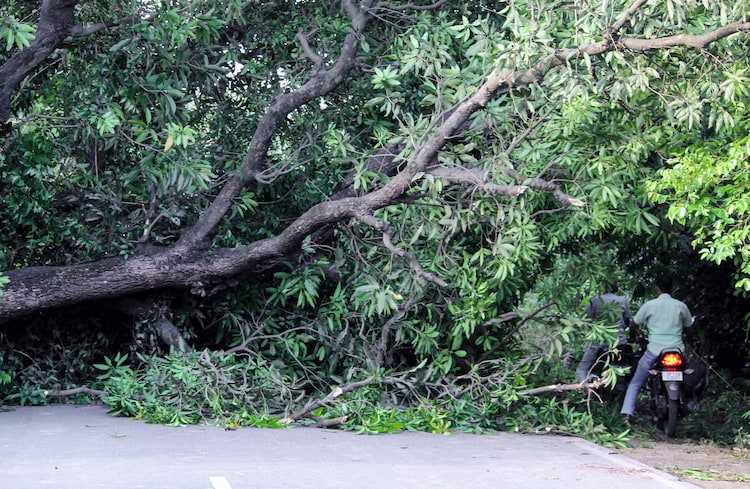 An image of a tree that fell during thudersqualls. (Photo: PTI)