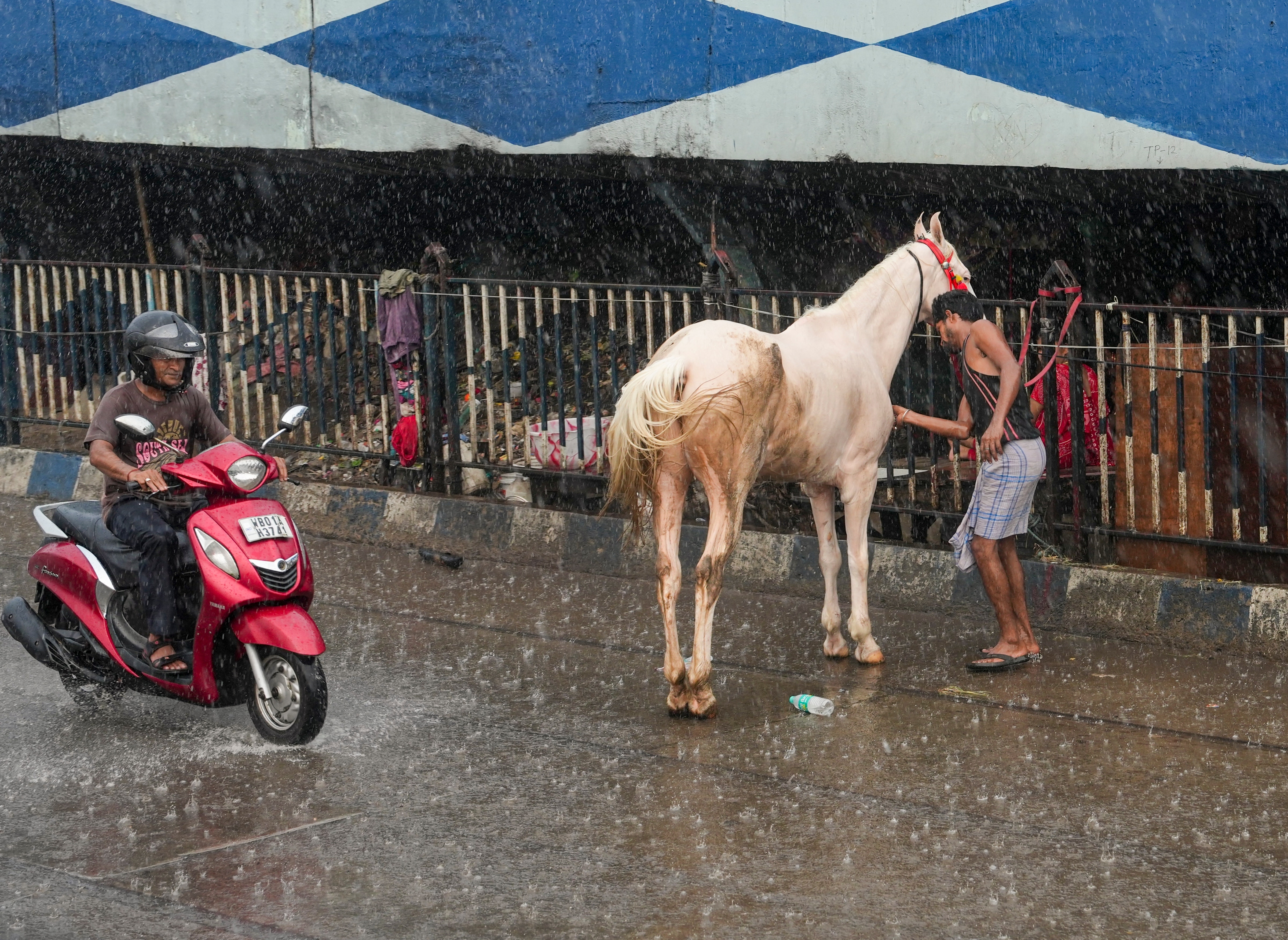 A man tends to a horse as a man rides a scooter during rain in Kolkata. (Photo: PTI)