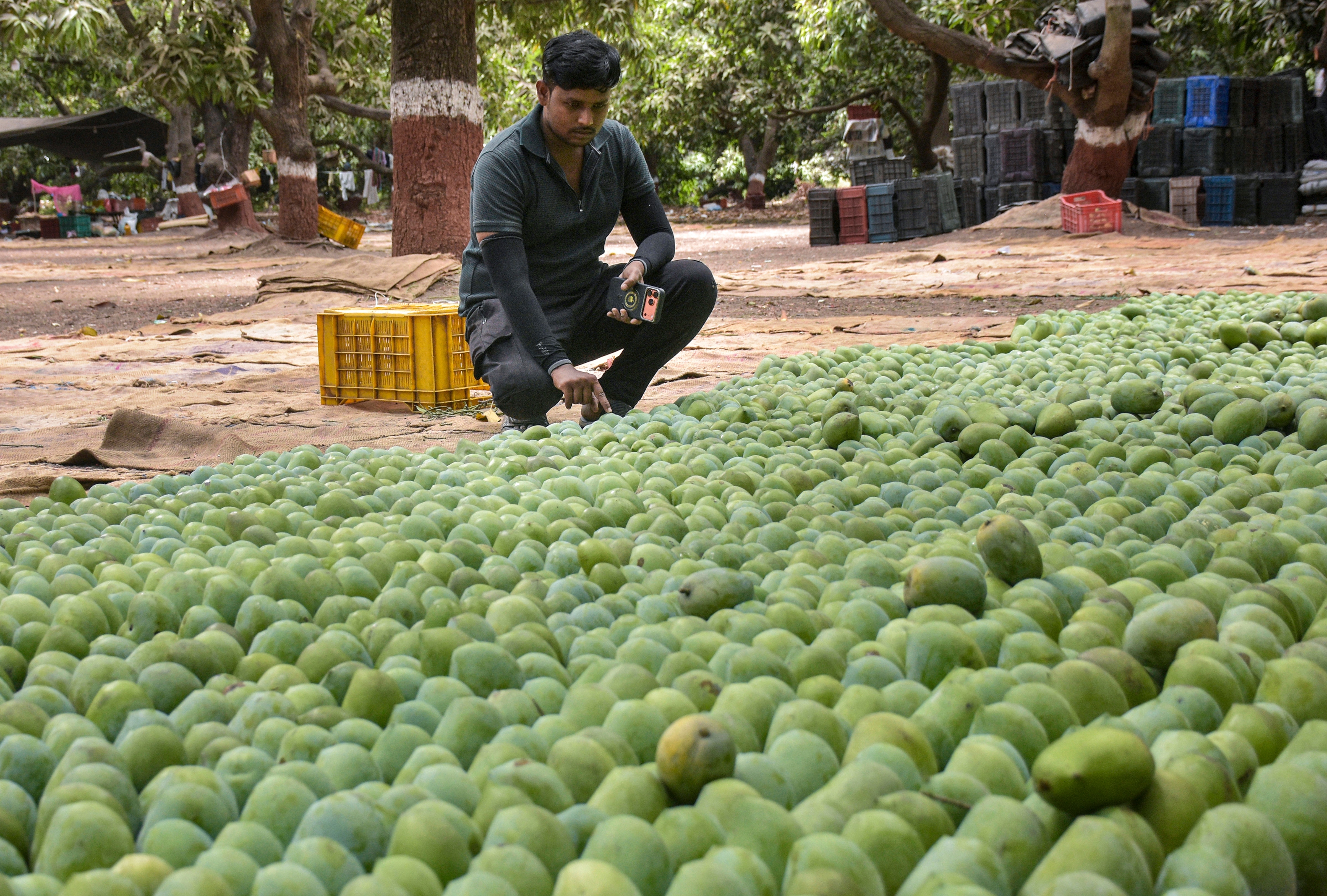A worker arranges mangoes. (Photo: PTI)