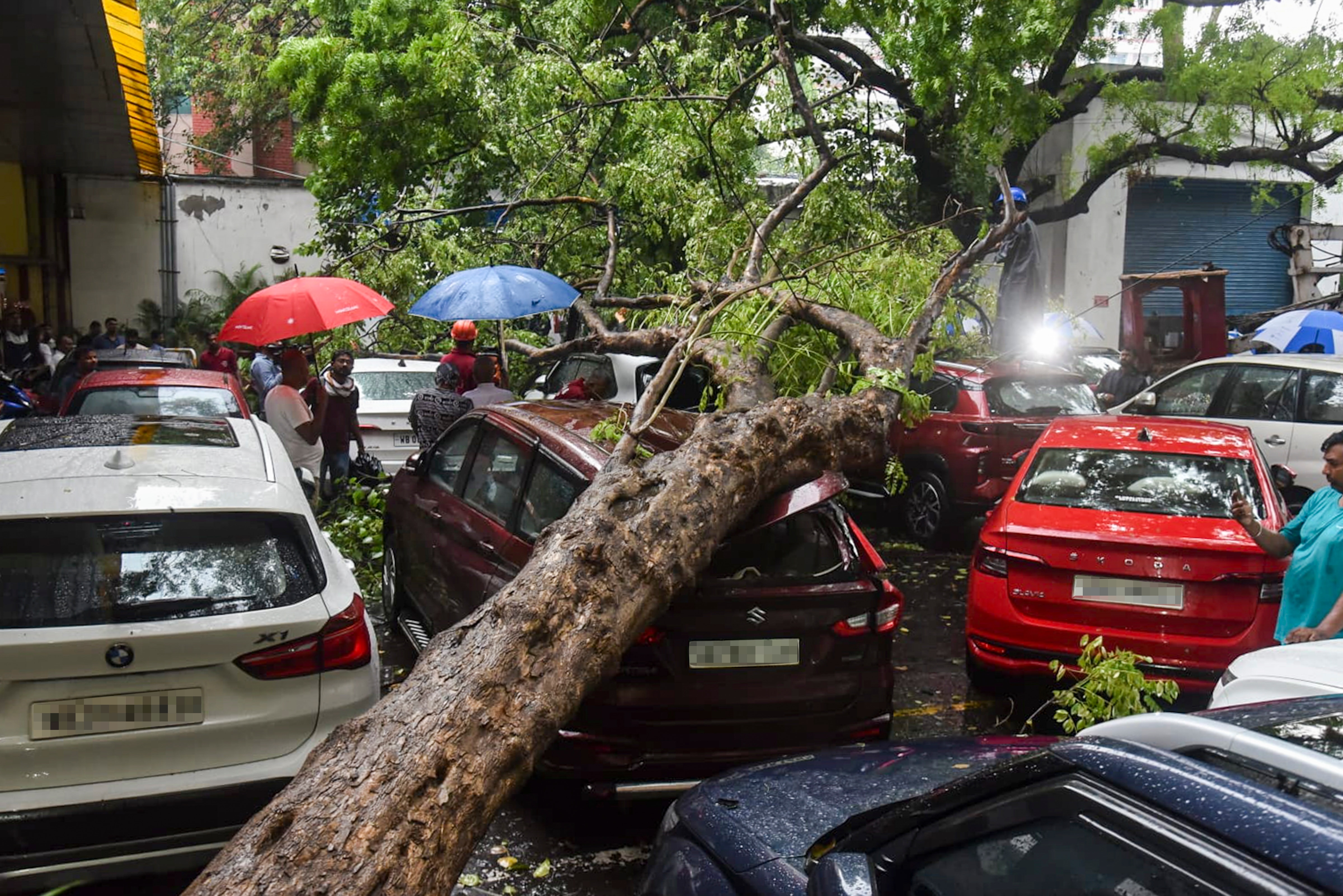 An uprooted tree damages parked vehicles during heavy rains. (Photo: PTI)