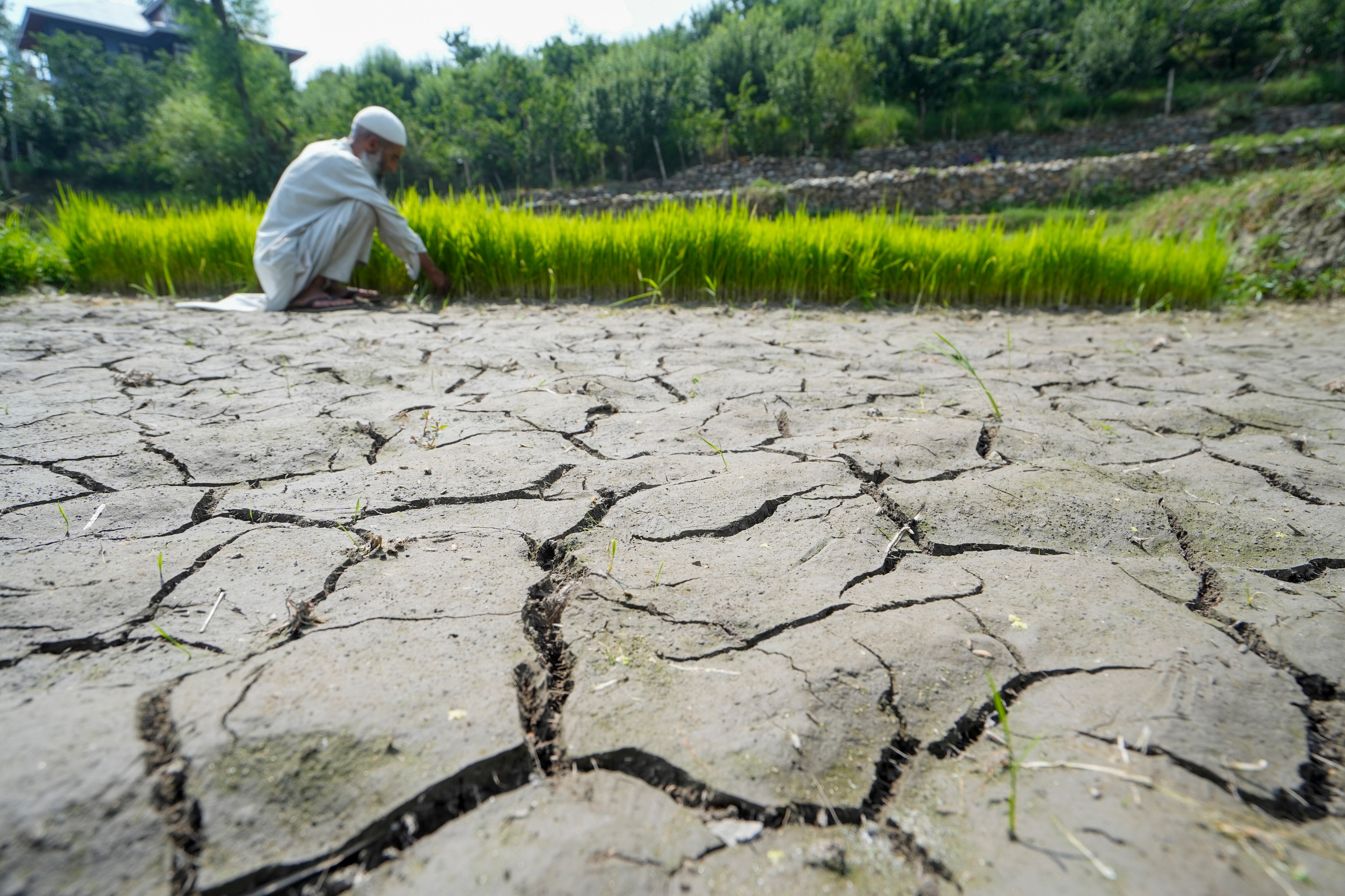 A farmer checks his crops at a partially dried up paddy land. (Photo: PTI)