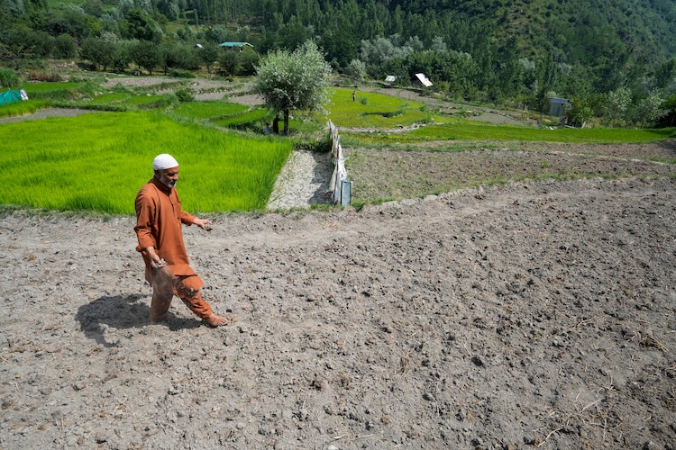 A farmer walks across a partially dried up paddy land in Srinagar. (Photo: PTI)