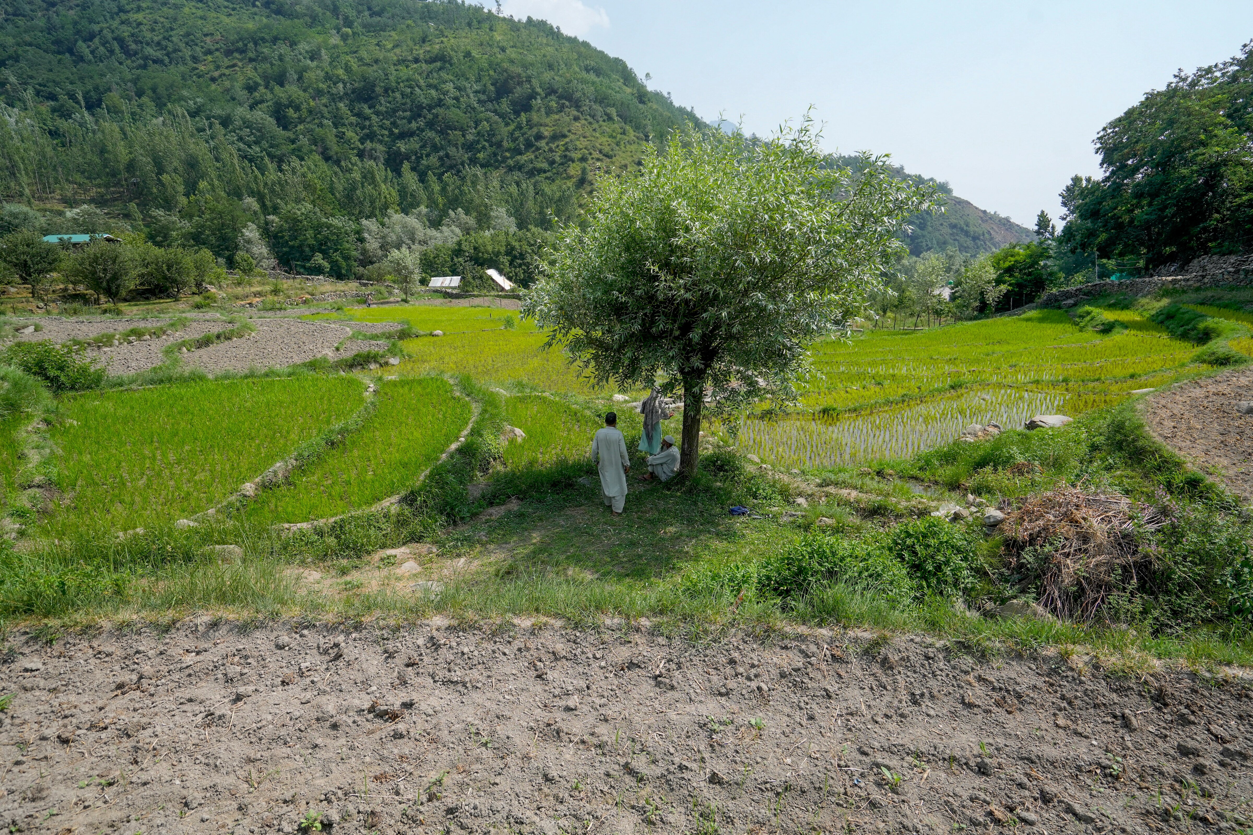 Farmers at a partially dried up paddy land in Srinagar. (Photo: PTI)