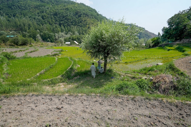 Farmers at a partially dried up paddy land in Srinagar. (Photo: PTI)