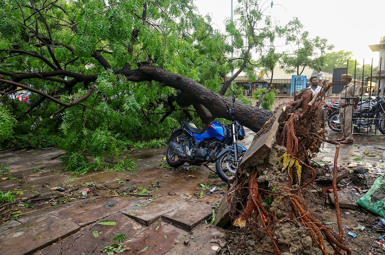 A police official and others stand near an uprooted tree. (Photo: PTI)