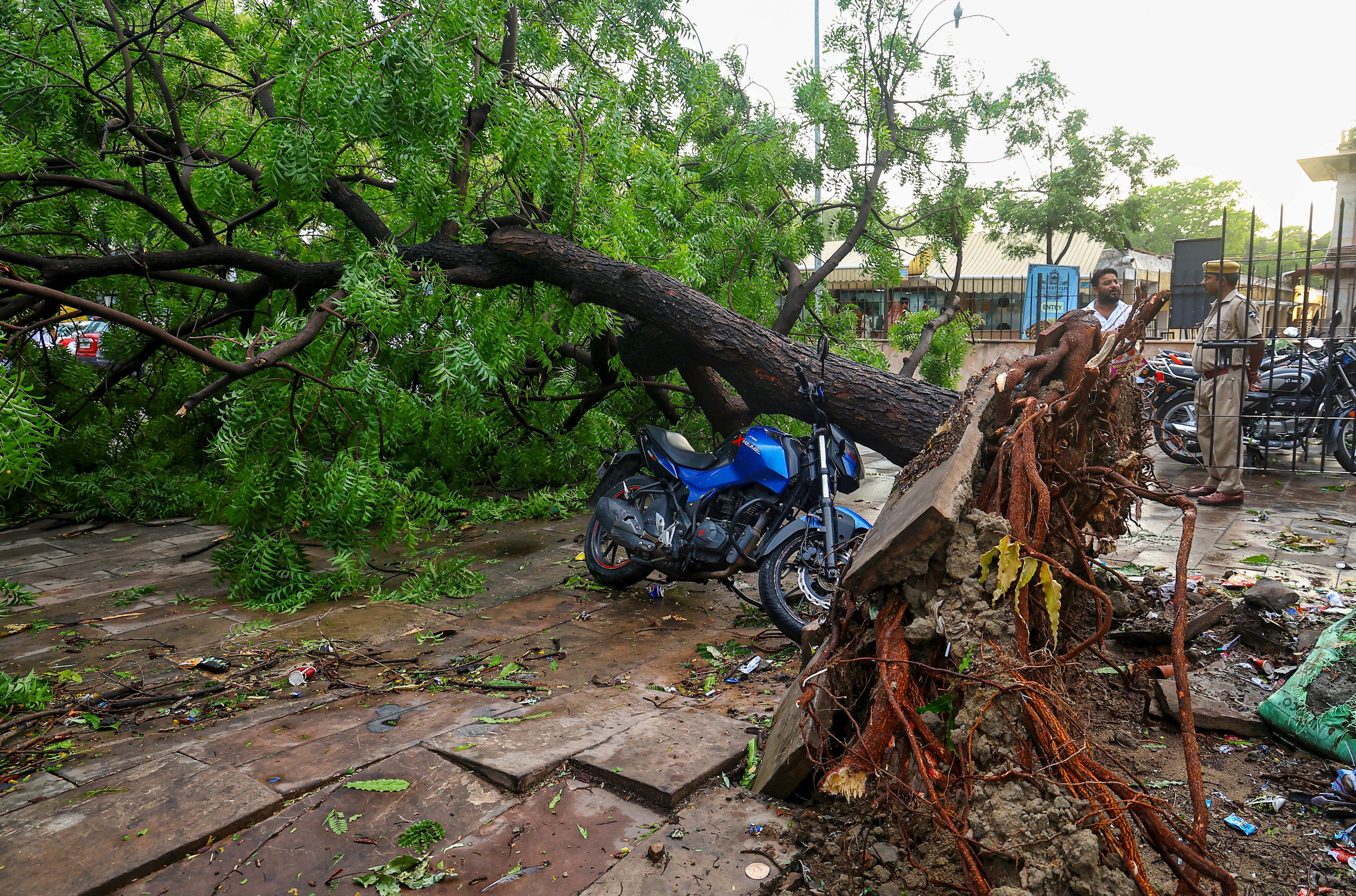 An uprooted tree lies on the road following heavy rain and strong winds. (Photo: PTI)