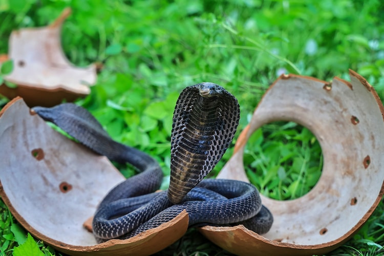 A King Cobra is pictured in Jaipur. (Representation Image: PTI)