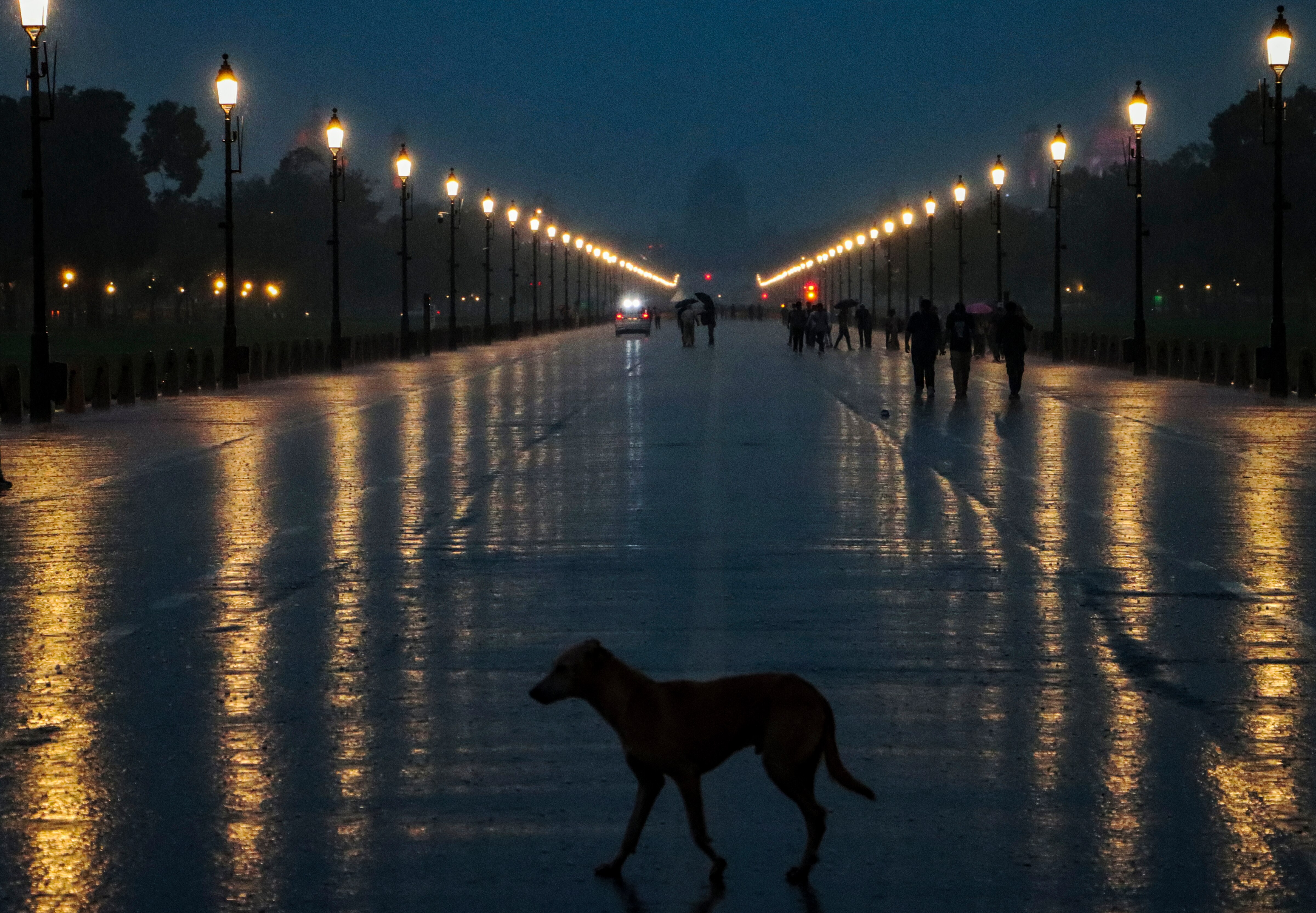 A dog crosses Kartavya Path amid rain, in New Delhi. (Photo: PTI)
