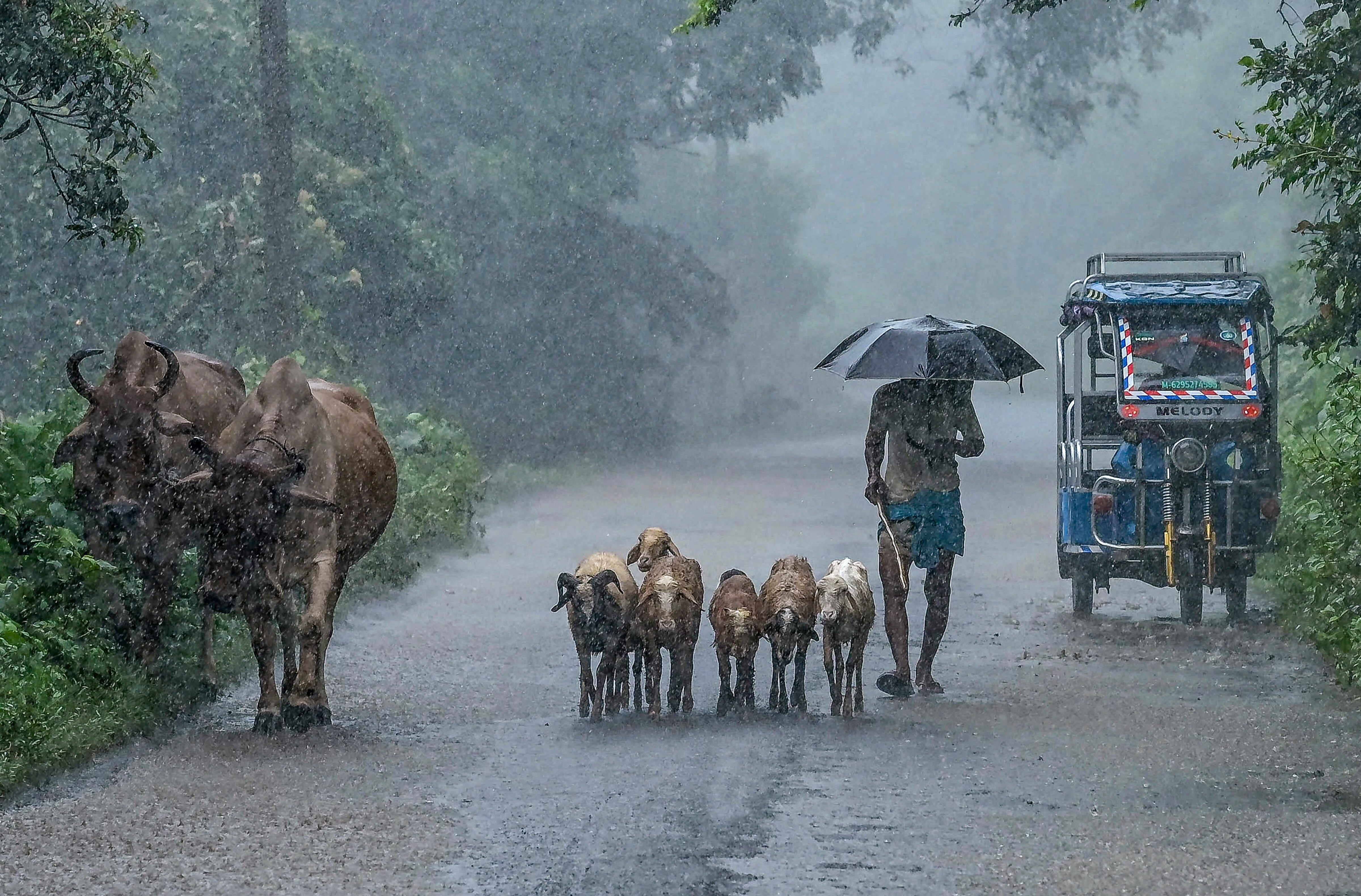 A man herds his livestock during heavy rain. (Photo: PTI)