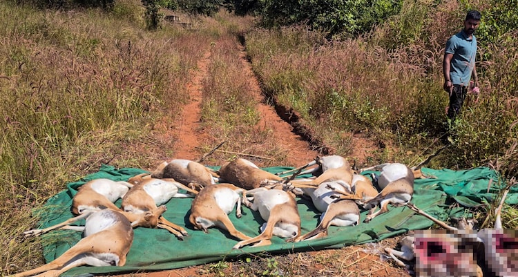 Carcasses of blackbucks that died at a Karnataka zoo in 2025, due to a bacterial infection. (Photo: PTI)