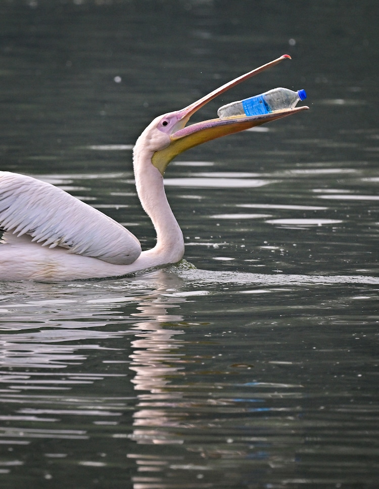 A rosy pelican plays with a discarded plastic bottle in a pond. (Photo: PTI)