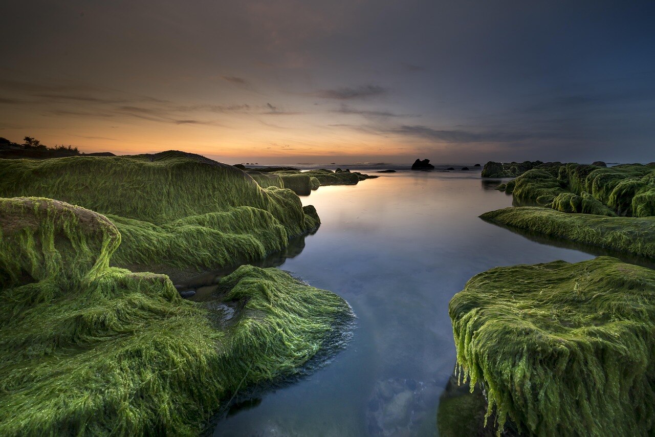 An image of algae covered river banks as the Sun sets in the background. (Photo: Pixabay)
