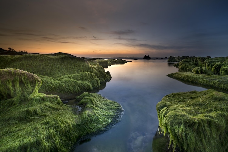 An image of algae covered river banks as the Sun sets in the background. (Photo: Pixabay)
