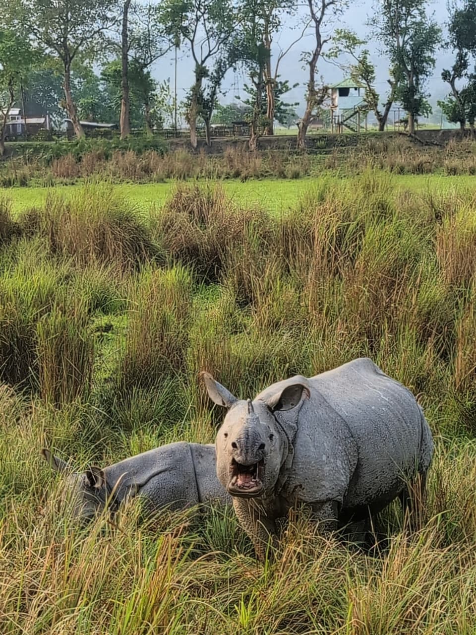 Seekor badak dan Kaziranga