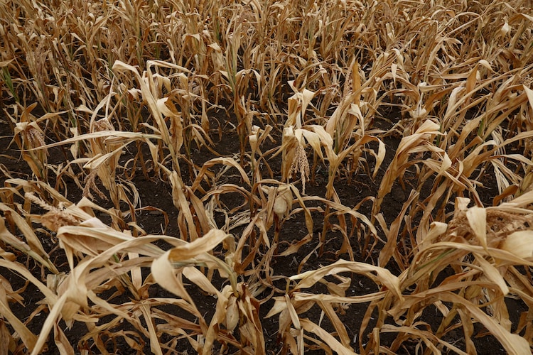 A drought-stricken corn field is seen in Hungary. (Photo: Reuters)