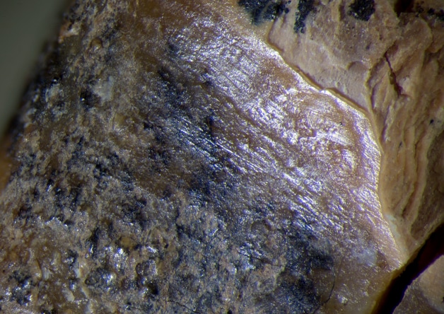 Linear traces of toothpicking are seen on the tooth's surface. (Photo: PLOS One)