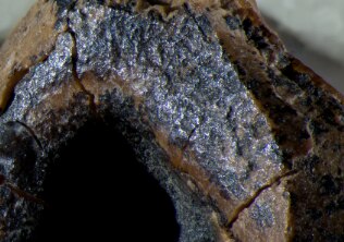 A close up of the hole drilled into the molar tooth. (Photo: PLOS One)