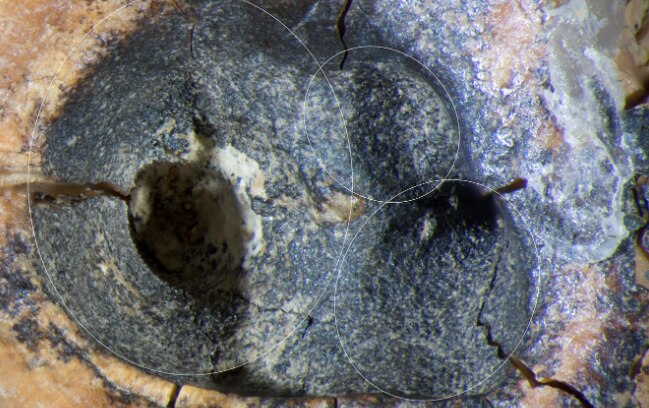 Three recesses are seen on the surface of the tooth's crown. (Photo: PLOS One)