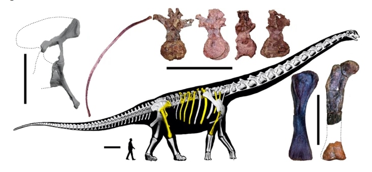 Schematic representation of the skeleton of Nagatitan chaiyaphumensis. (Photo: Screengrab)