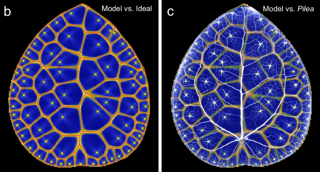 An image showing the analysis of leaves from a Chinese moneyplant. (Photo: Nature)