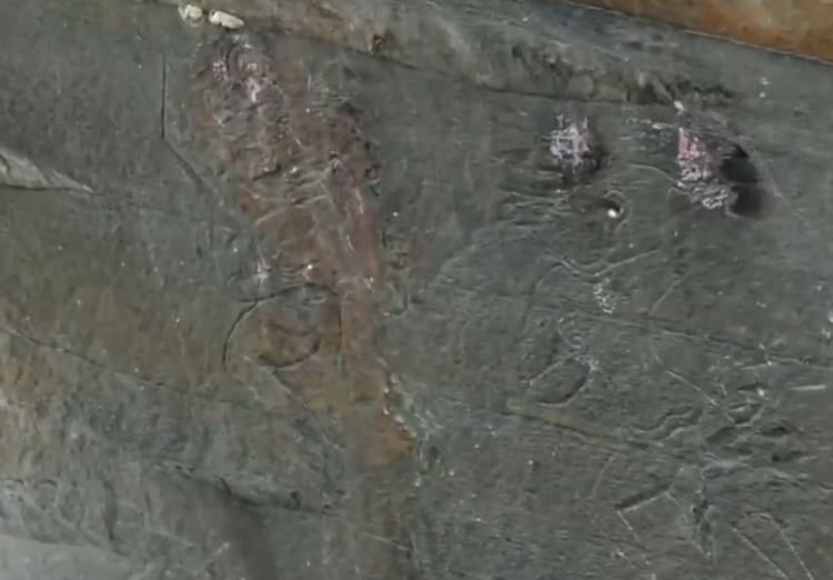 Engraved images are seen at the dicovery site. (Photo: Screengrab)