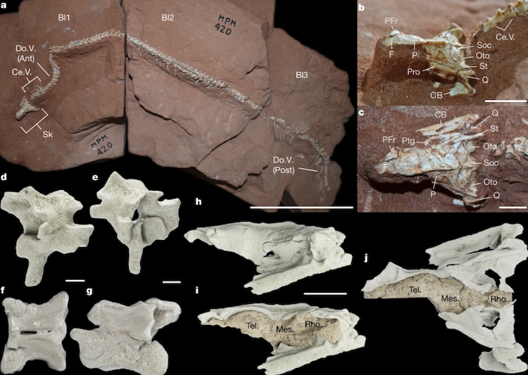 Photograph of the whole specimen with the articulated skull and other bone structures. (Photo: Nature)