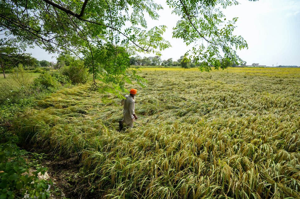 A farmer checks their damaged crop flattened by strong winds and rain in Punjab. (Photo: PTI)