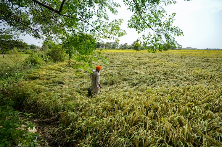 A farmer checks their damaged crop flattened by strong winds and rain in Punjab. (Photo: PTI)