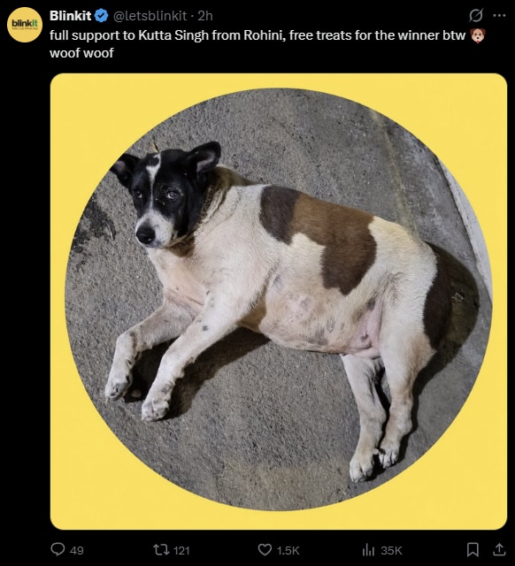 Delhi's fat dogs fight for the fattest title