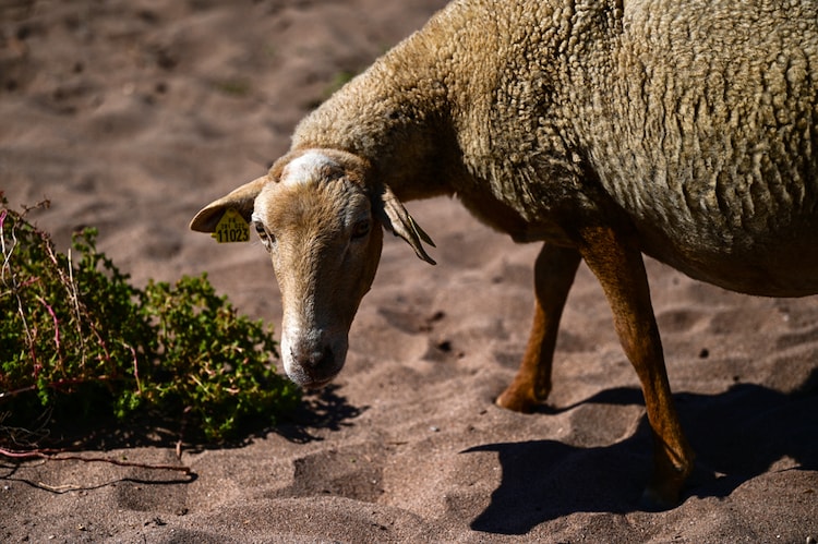 A sheep grazes beside a pond in a marsh reduced by drought in Portiragnes, southern France. (Photo: AFP)