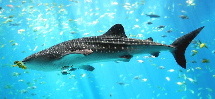 The whale shark, the world's largest fish, is classified as Endangered.